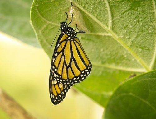 Die Furcht vor dem digitalen Wandel kann Unternehmen zerstören